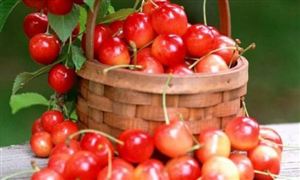 2024年中國針葉櫻桃行業(yè)的產(chǎn)業(yè)鏈分析及投資前景