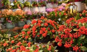 花卉種植行業發展前景及投資風險預測 數字化時代 花卉行業也需要緊跟步伐