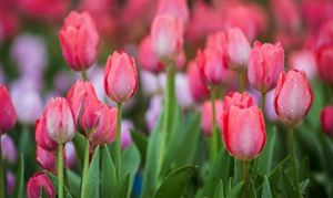 2024鮮花產業發展現狀及企業規模分析