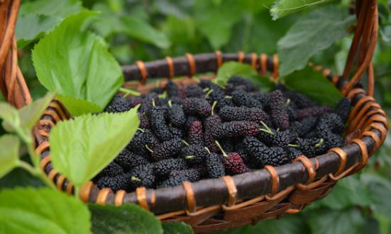 2024桑葚行業(yè)發(fā)展現(xiàn)狀分析 桑葚市場未來發(fā)展形勢分析