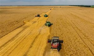 北方小麥進入生長尾聲 小麥深加工行業市場前景趨勢分析
