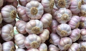 2024大蒜行業發展前景與投資機會