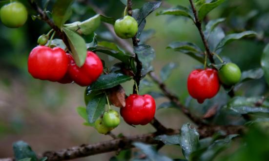 2024年中國針葉櫻桃行業(yè)市場規(guī)模及未來發(fā)展趨勢分析