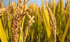 2024糧食加工機械行業深度調研及投資機會 今年四川夏糧豐收已成定局