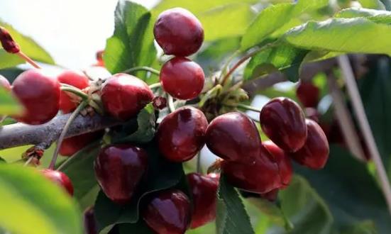 車厘子行業發展前景與投資價值研究2024