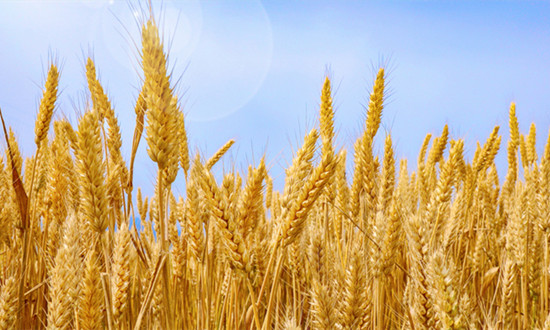 全國“三夏”大規模小麥機收全面展開 小麥深加工行業發展如何?