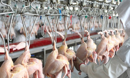 2024年禽類屠宰機械行業的產業鏈上下游結構及發展趨勢