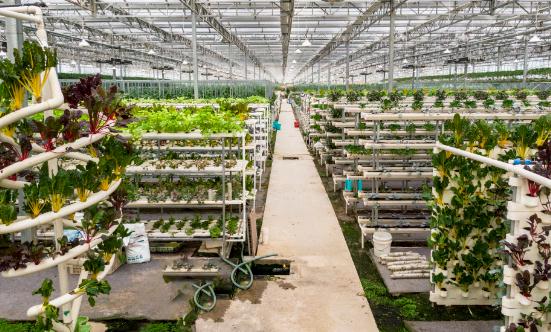 有機農業(yè)行業(yè)深度調研 全球有機農業(yè)市場規(guī)模將繼續(xù)保持快速增長