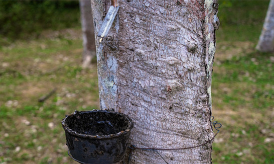 橡膠樹種植行業發展格局及市場前景分析