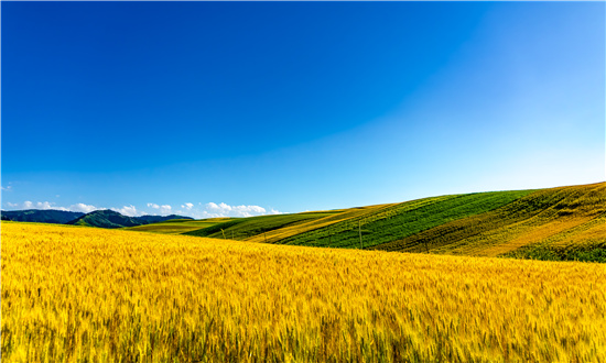 2024年農場行業市場發展現狀及未來發展前景趨勢分析