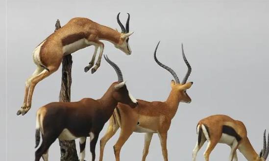 2024動物模型行業產業鏈分析及前景研究