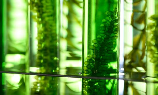 2024海藻提取物行業市場規模及未來發展前景分析