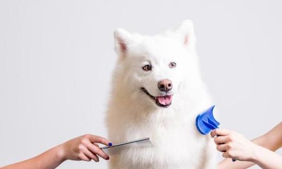 2024寵物美容行業發展前景研究與市場展望