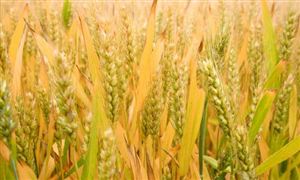 2024小麥行業(yè)發(fā)展前景戰(zhàn)略及投資風險預測分析報告 全國冬小麥收獲進度過半