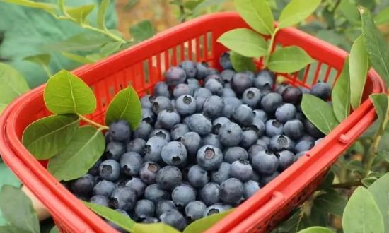 藍莓行業發展研究：預計到2026年全球藍莓市場規模將超100億美元