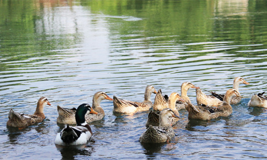 肉鴨行業市場深度分析及未來發展空間2024