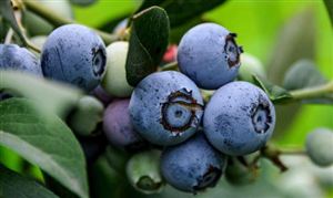 2024藍莓行業市場深度分析及投資戰略研究 年需求量約為100萬噸國產藍莓發展快速