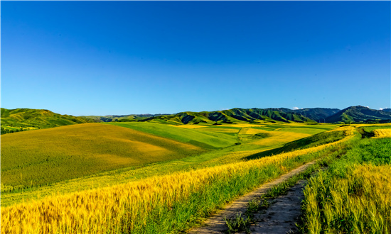 2024年中國新疆農業市場驅動因素、新疆農業主要細分市場及行業未來發展投資前景趨勢