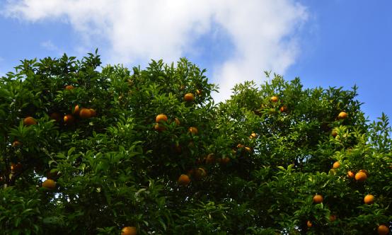 含維生素c的水果和蔬菜有哪些