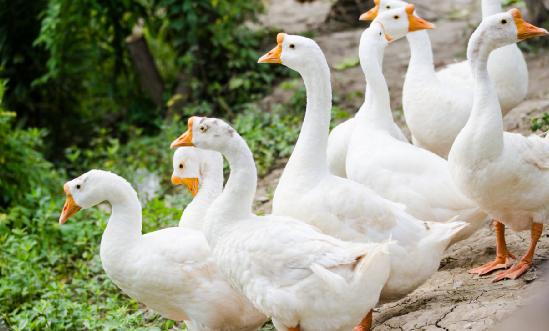 鵝肝行業(yè)市場深度研究報告2024：市場不斷擴大 餐飲業(yè)對鵝肝的需求不斷增長