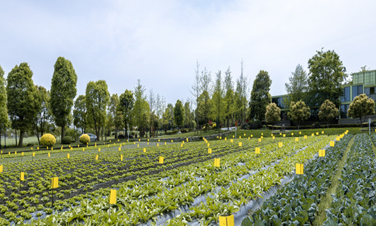 綜合農業行業市場現狀及前景趨勢分析