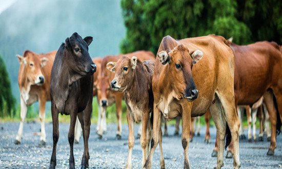 畜牧業(yè)行業(yè)現狀及市場前景趨勢研究分析