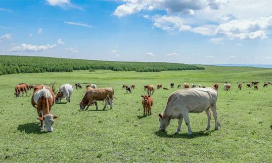 2024畜牧產業(yè)現狀及未來發(fā)展趨勢分析報告