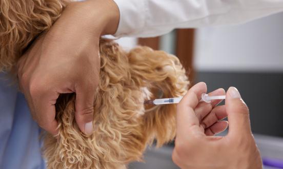 2024動物疫苗行業市場發展現狀及企業競爭格局分析