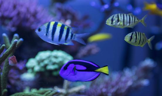 2024年中國觀賞魚行業市場深度調研及發展趨勢分析