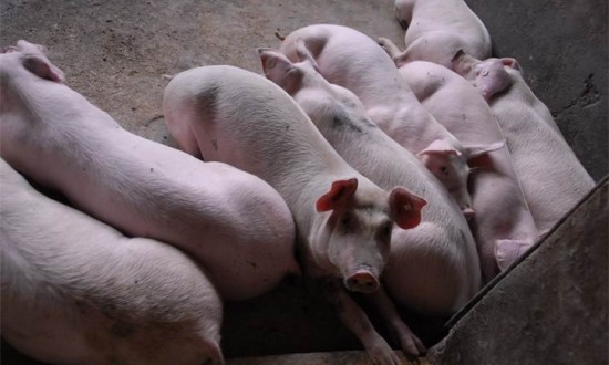 2024年中國生豬養殖行業的市場發展現狀及投資風險分析