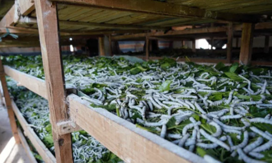 桑蠶養殖行業現狀及前景趨勢研究分析