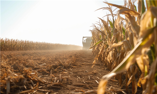 2024年玉米秸稈行業市場發展現狀及未來發展前景趨勢分析