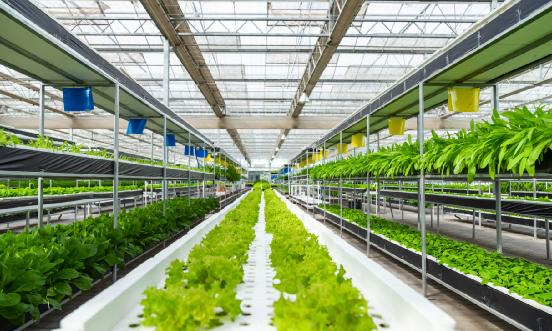 國內植物工廠數量已超過220座 植物工廠行業市場深度調研