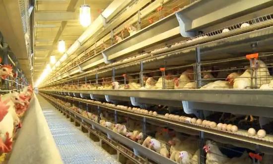 蛋雞養殖行業市場現狀分析與投資環境2024