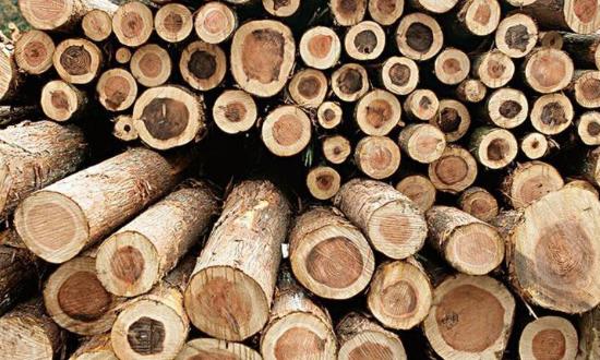 2024原木行業市場深度調研分析