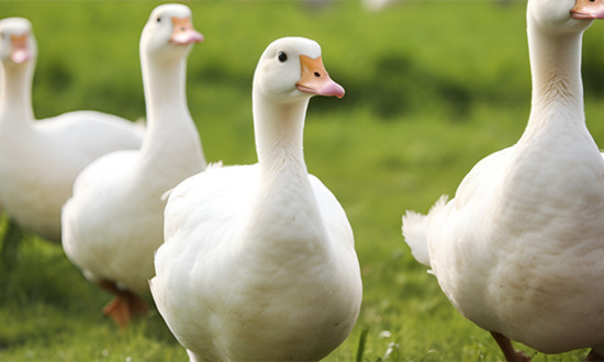 家禽養(yǎng)殖行業(yè)市場(chǎng)競(jìng)爭(zhēng)格局及未來(lái)市場(chǎng)趨勢(shì)展望2024